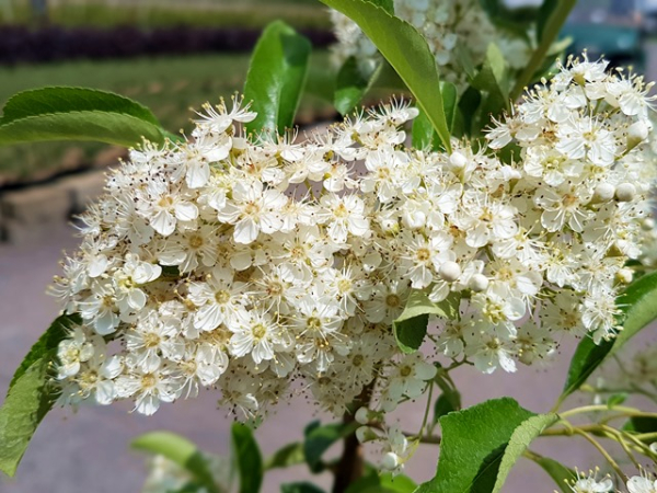 Feuerdorn Orange Glow Pyracantha